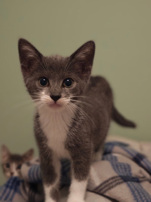 Trina, a cat for adoption from G.R.A.S.P., Inc.