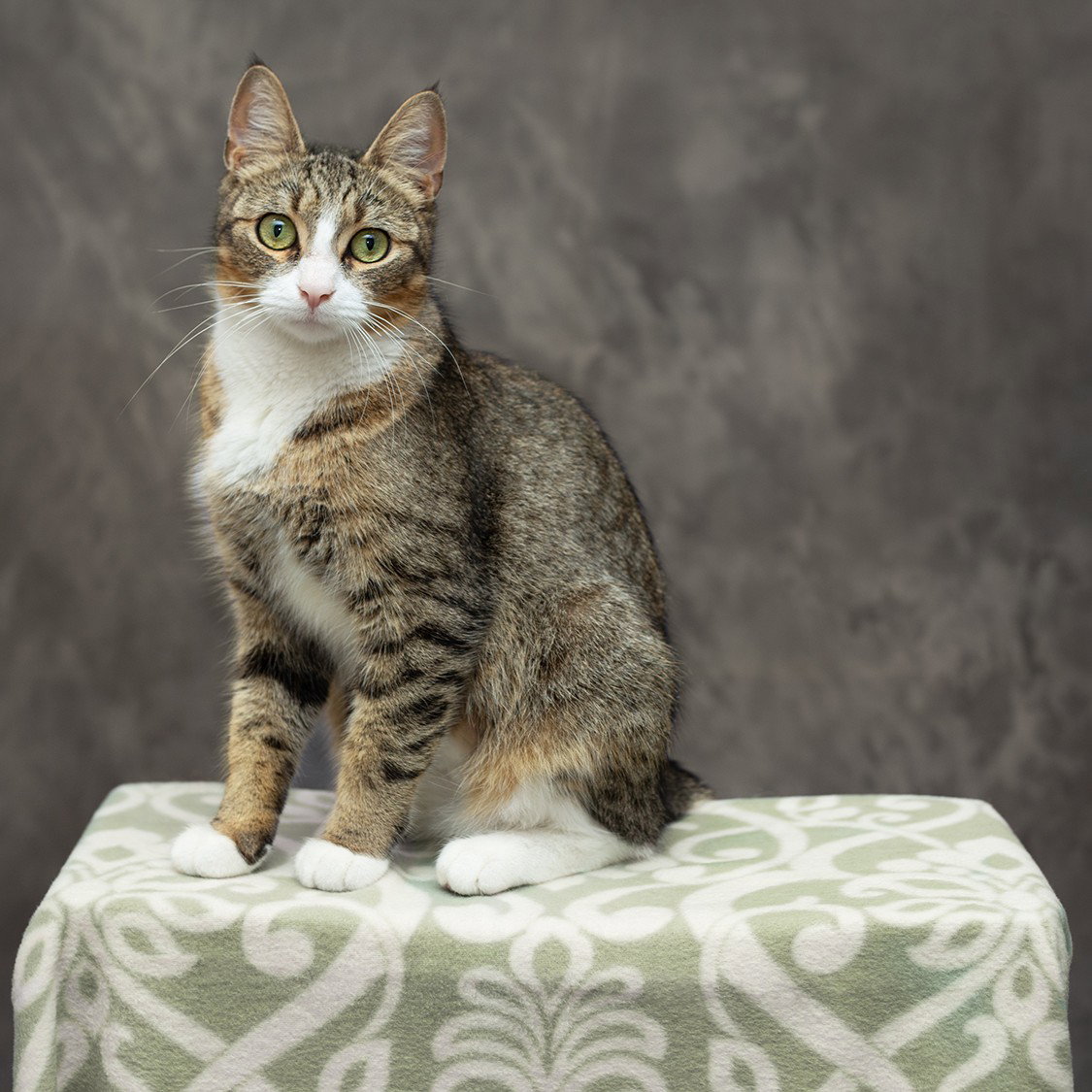Sriracha, Domestic Short Hair