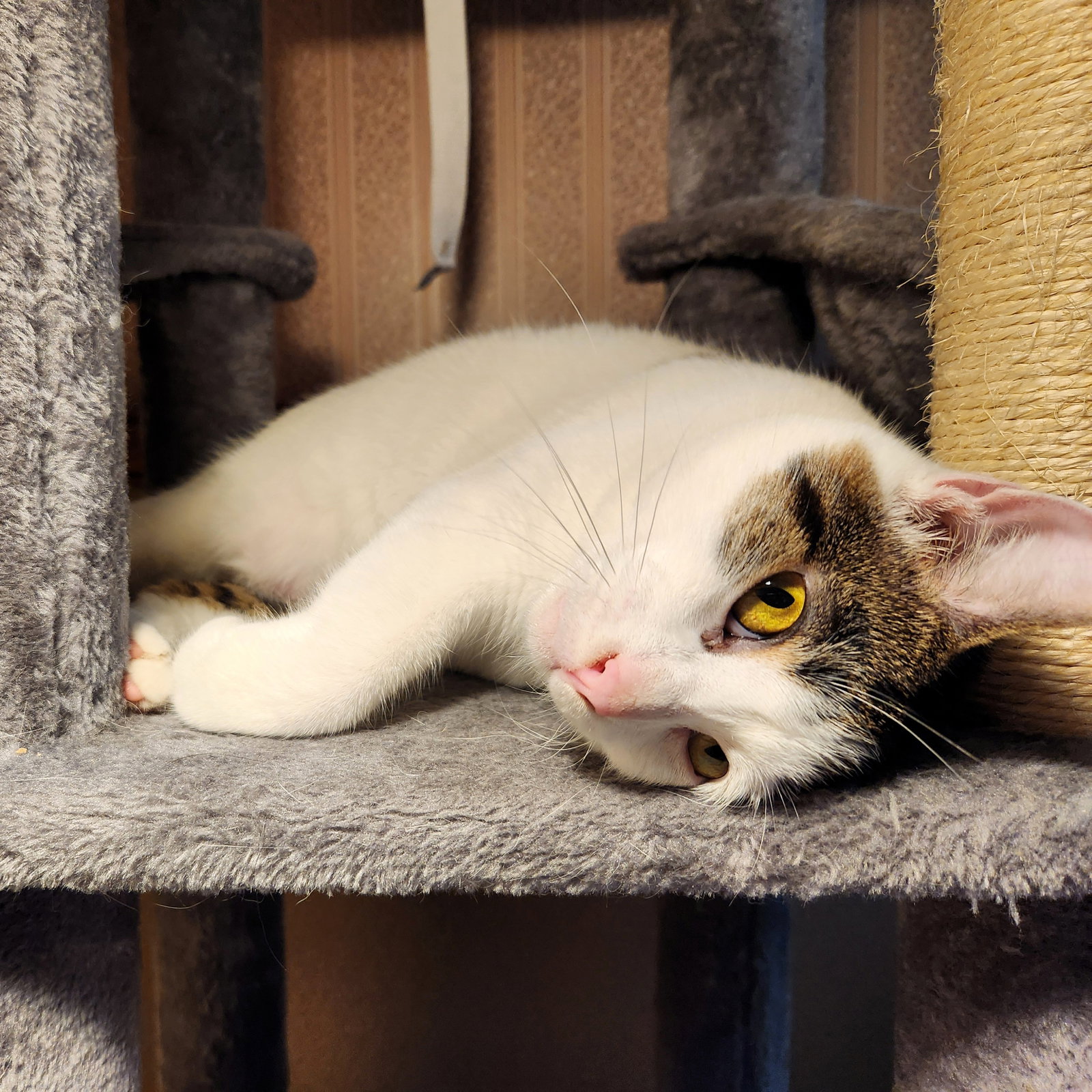 Minnie, Domestic Short Hair