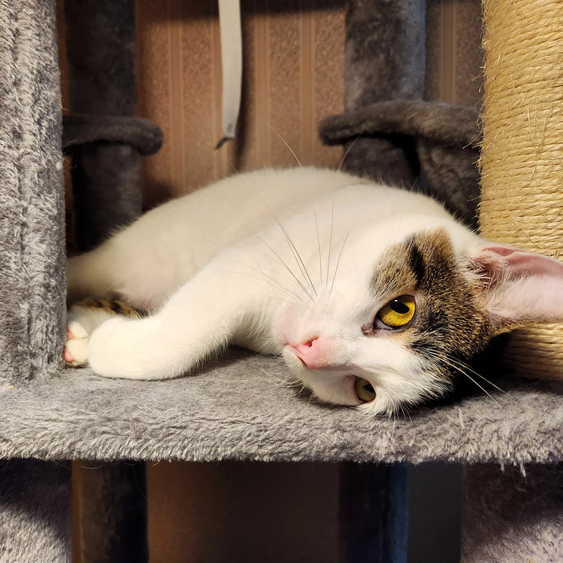 Minnie - Domestic Short Hair