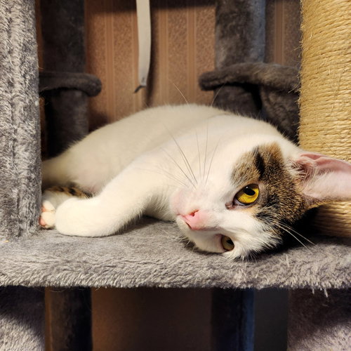 Minnie, a cat for adoption from G.R.A.S.P., Inc.