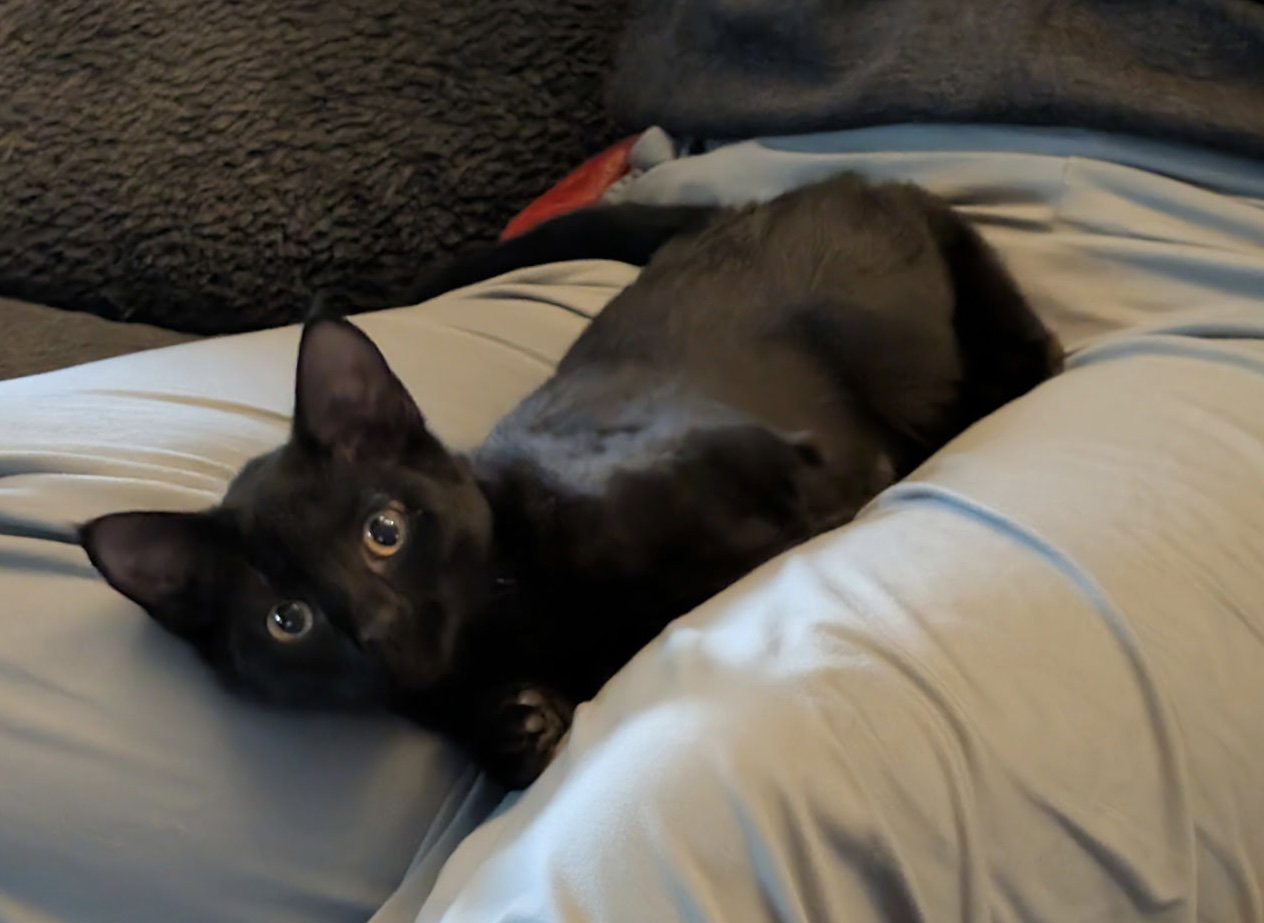 Xena, Domestic Short Hair