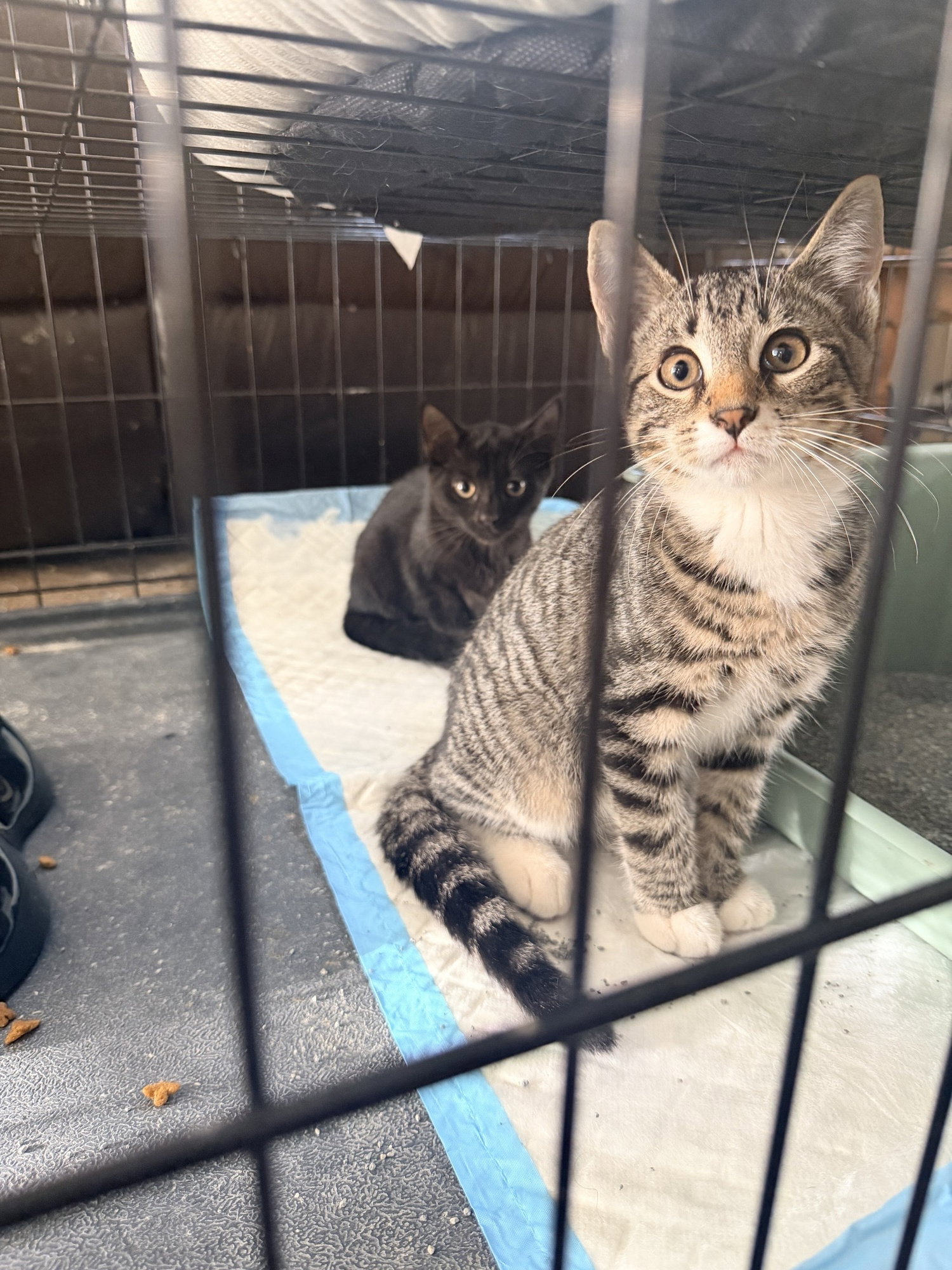 Conan, Domestic Short Hair