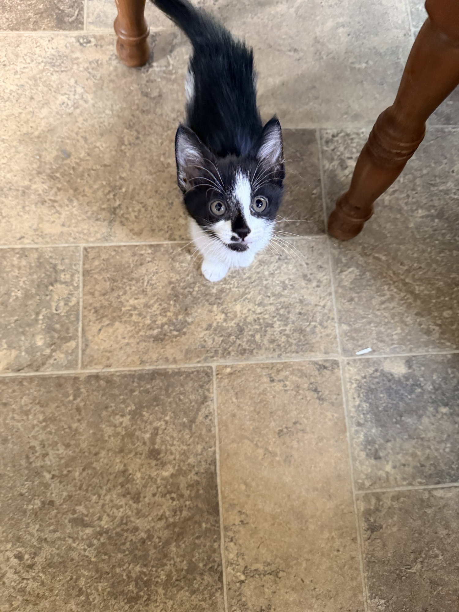 Ariel, Domestic Short Hair