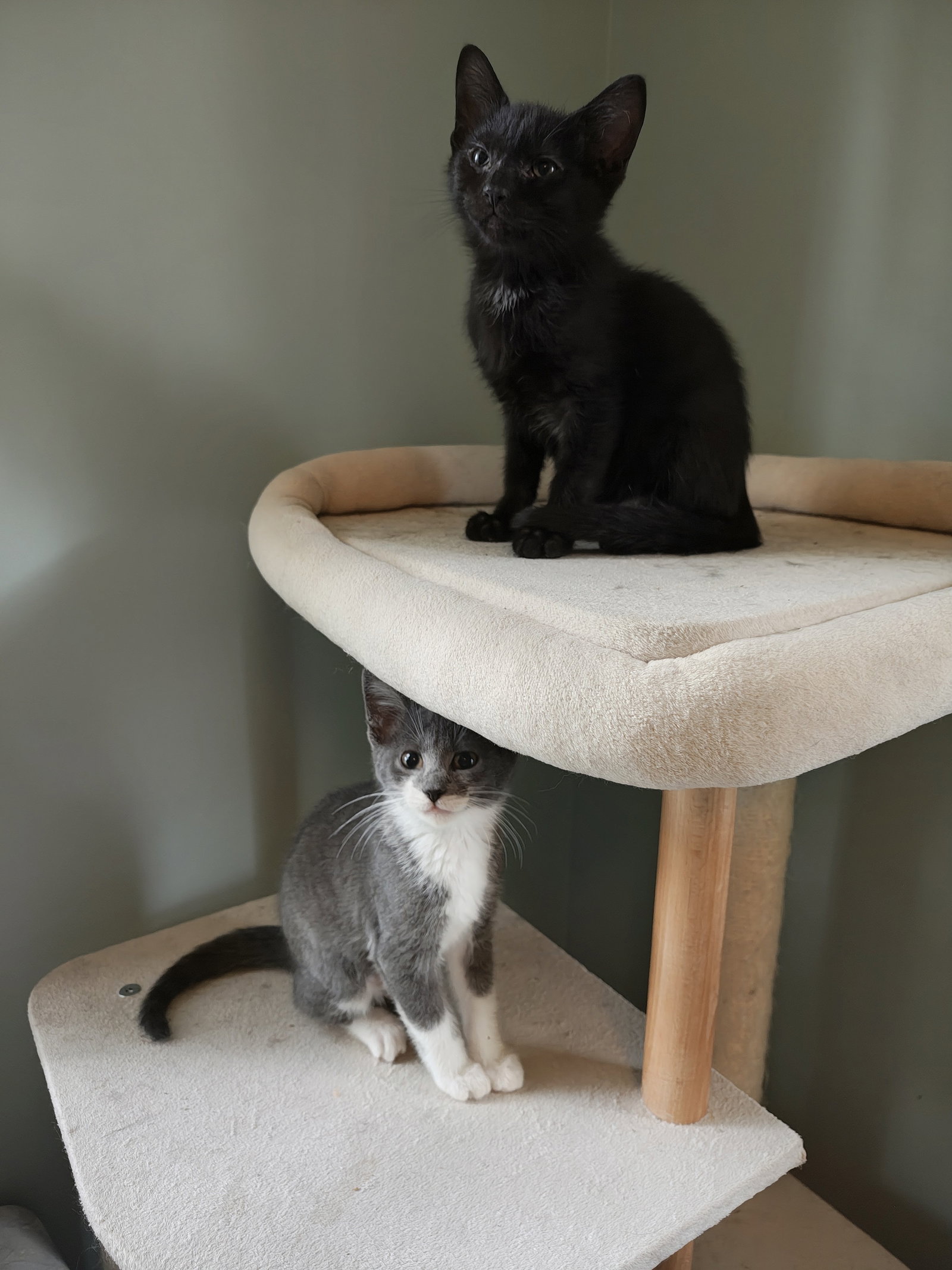 Trevor, Domestic Short Hair