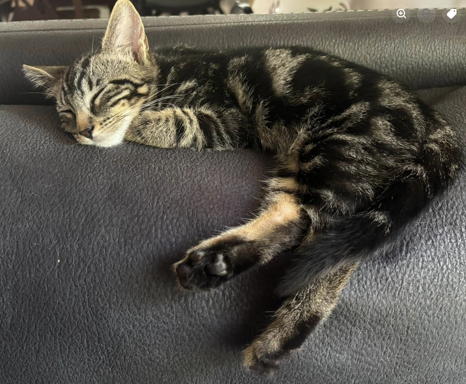 Bowen, Domestic Short Hair