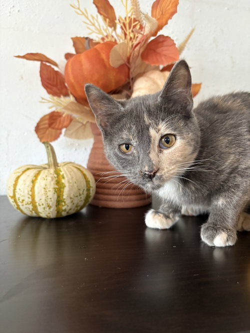 Dot, a cat for adoption from G.R.A.S.P., Inc.