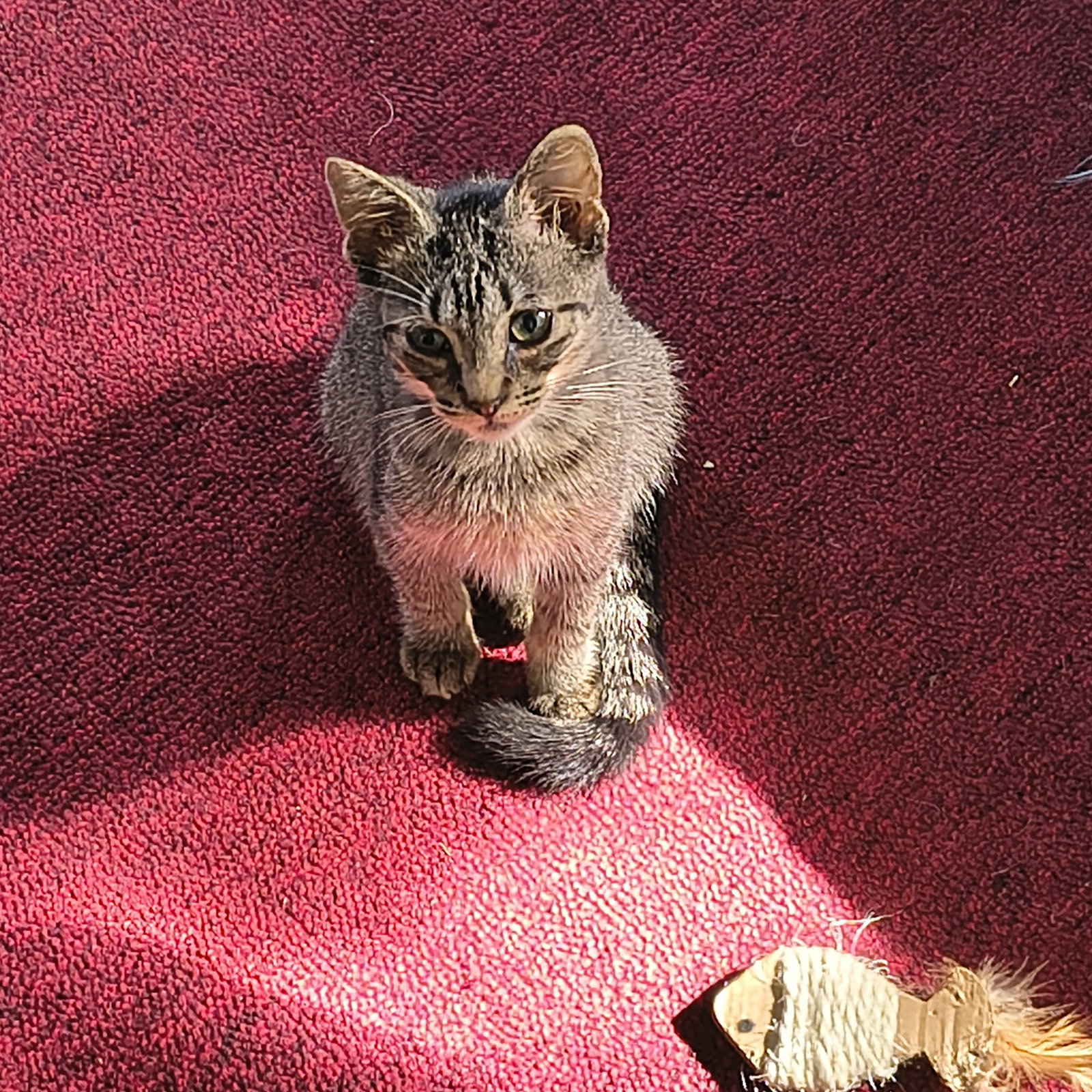Bo