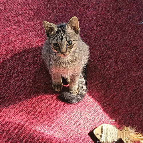 Bo, a cat for adoption from G.R.A.S.P., Inc.