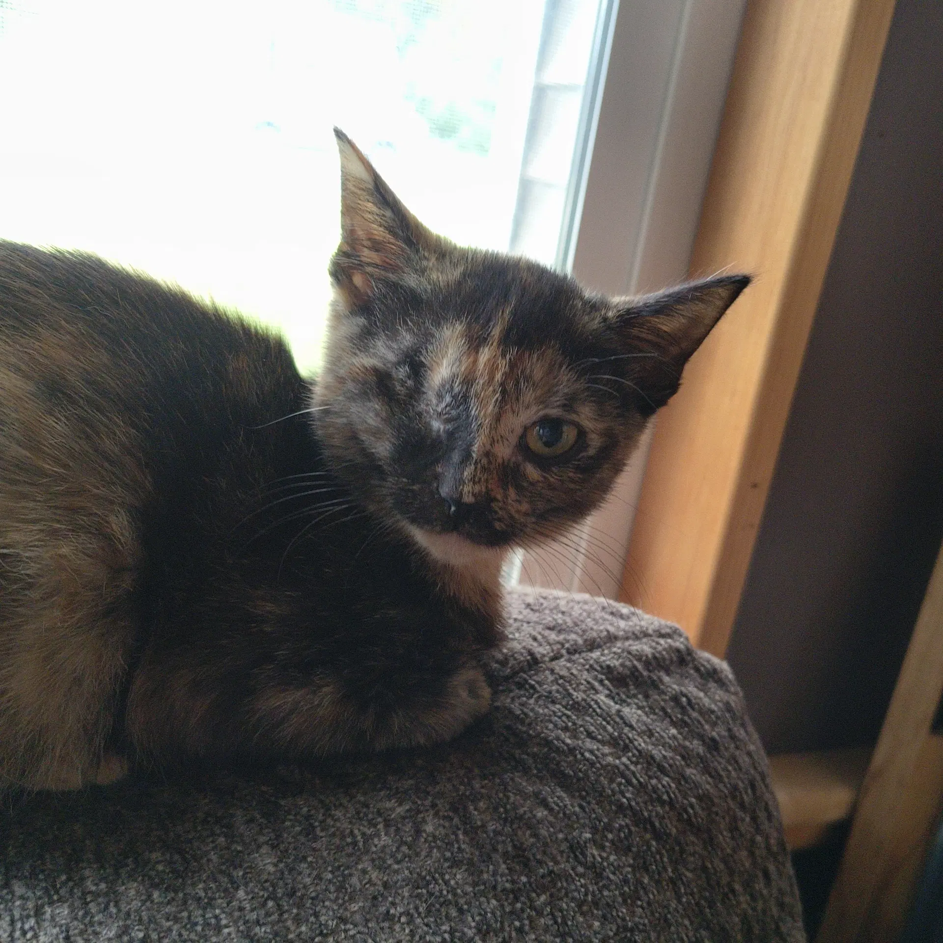 Peep - Domestic Short Hair