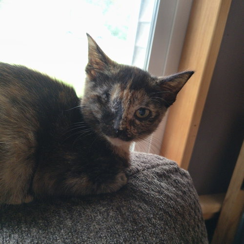Peep, a cat for adoption from G.R.A.S.P., Inc.