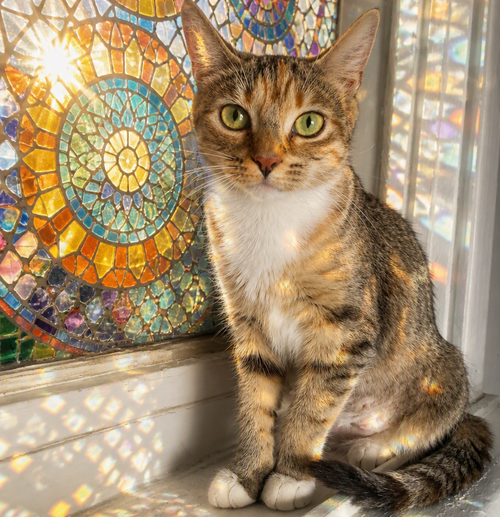 Goldie, a cat for adoption from G.R.A.S.P., Inc.