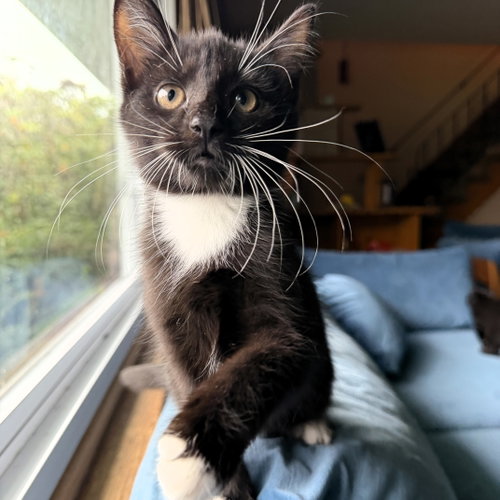 Hans & Franz, Domestic Short Hair (short coat)