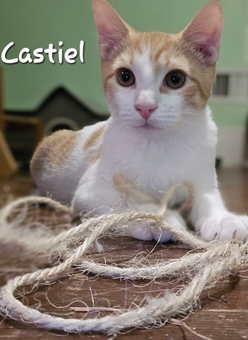 Castiel, Domestic Short Hair (short coat)