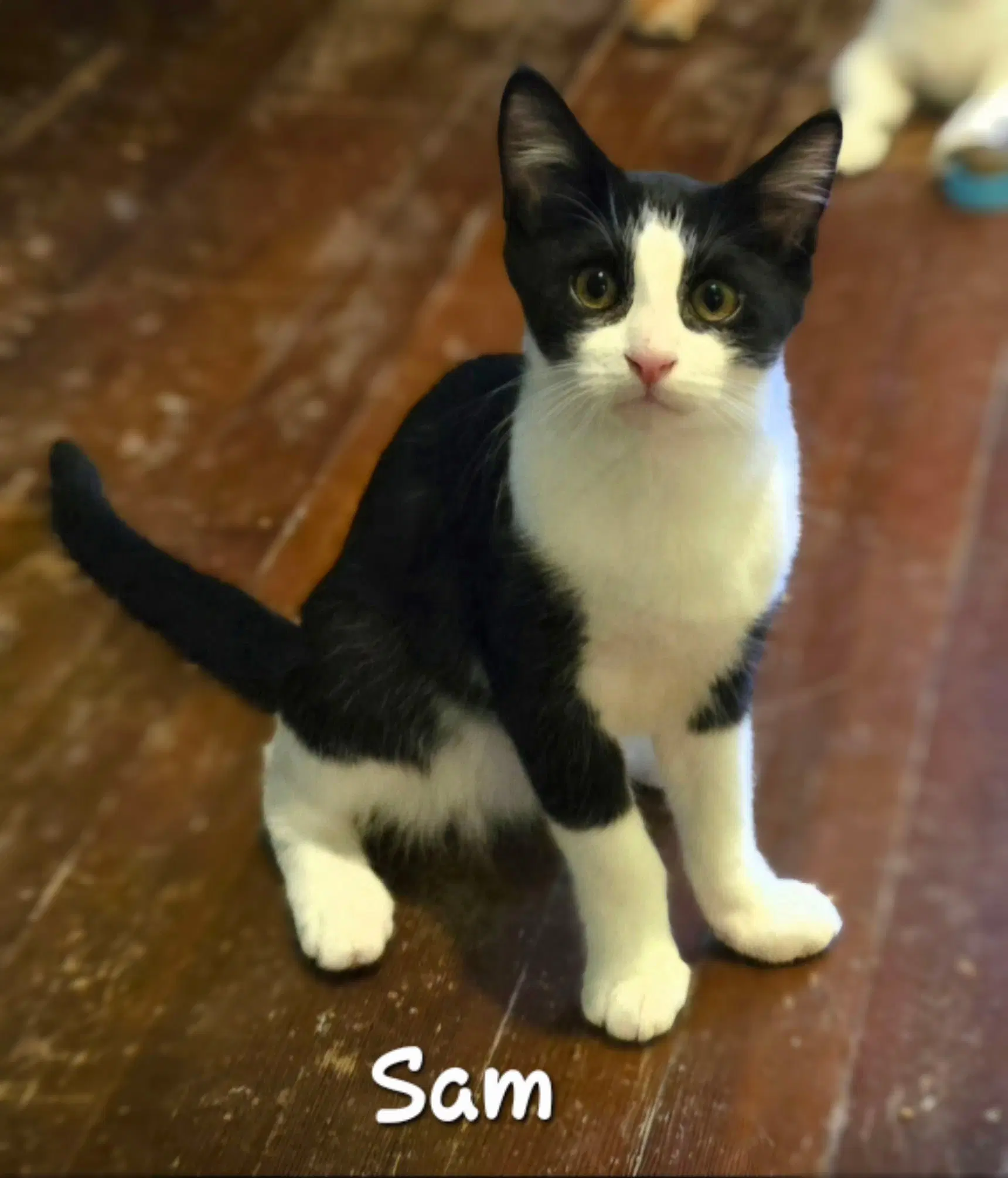 Sam image 1