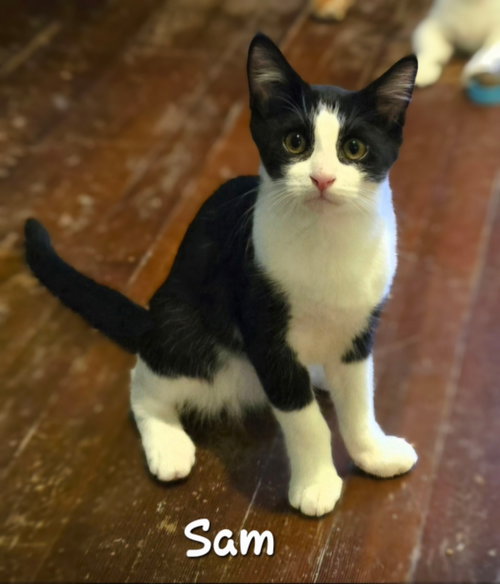 Sam, Domestic Short Hair (short coat)
