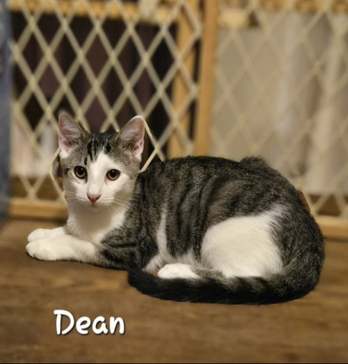 Dean, Domestic Short Hair (short coat)