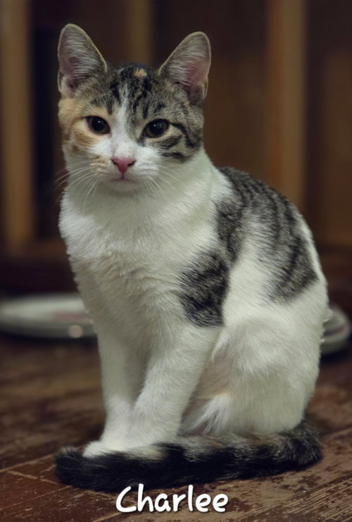 Charlee, Domestic Short Hair (short coat)