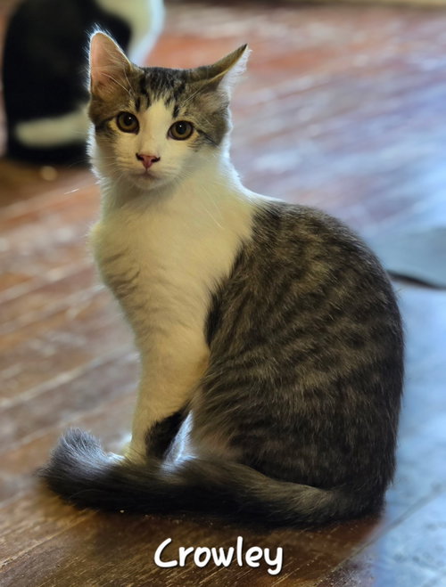 Crowley, Domestic Short Hair (short coat)