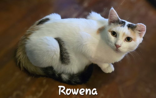 Rowena, Domestic Short Hair (short coat)