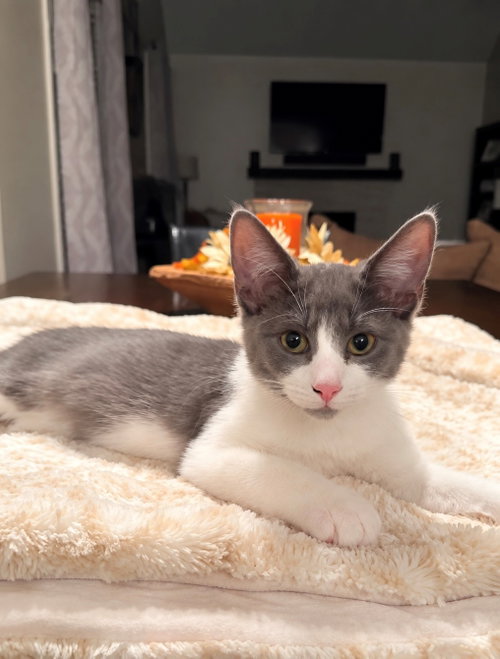 River Page, Domestic Short Hair (short coat)