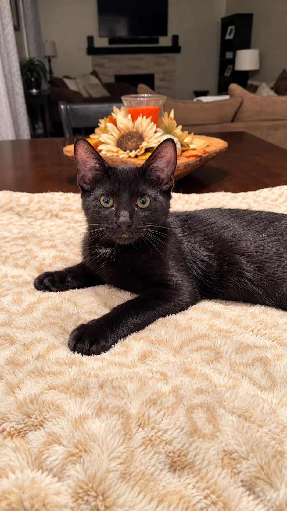 Blaze Page - Domestic Short Hair