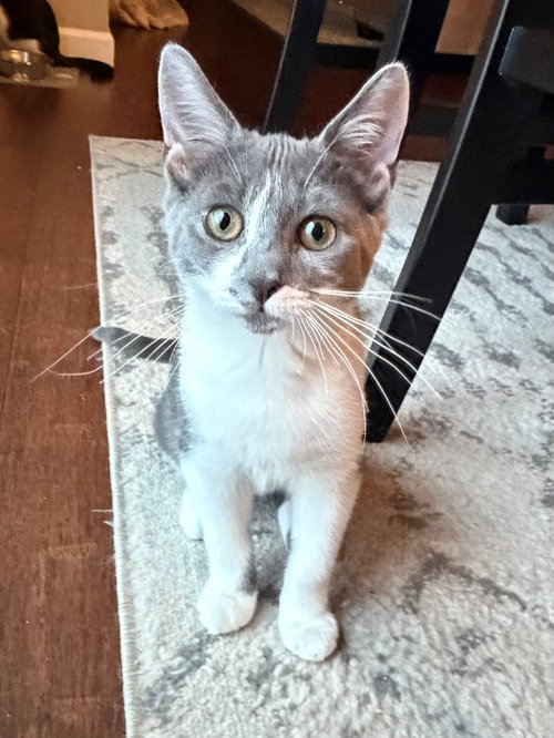 Willow Page, Domestic Short Hair (short coat)
