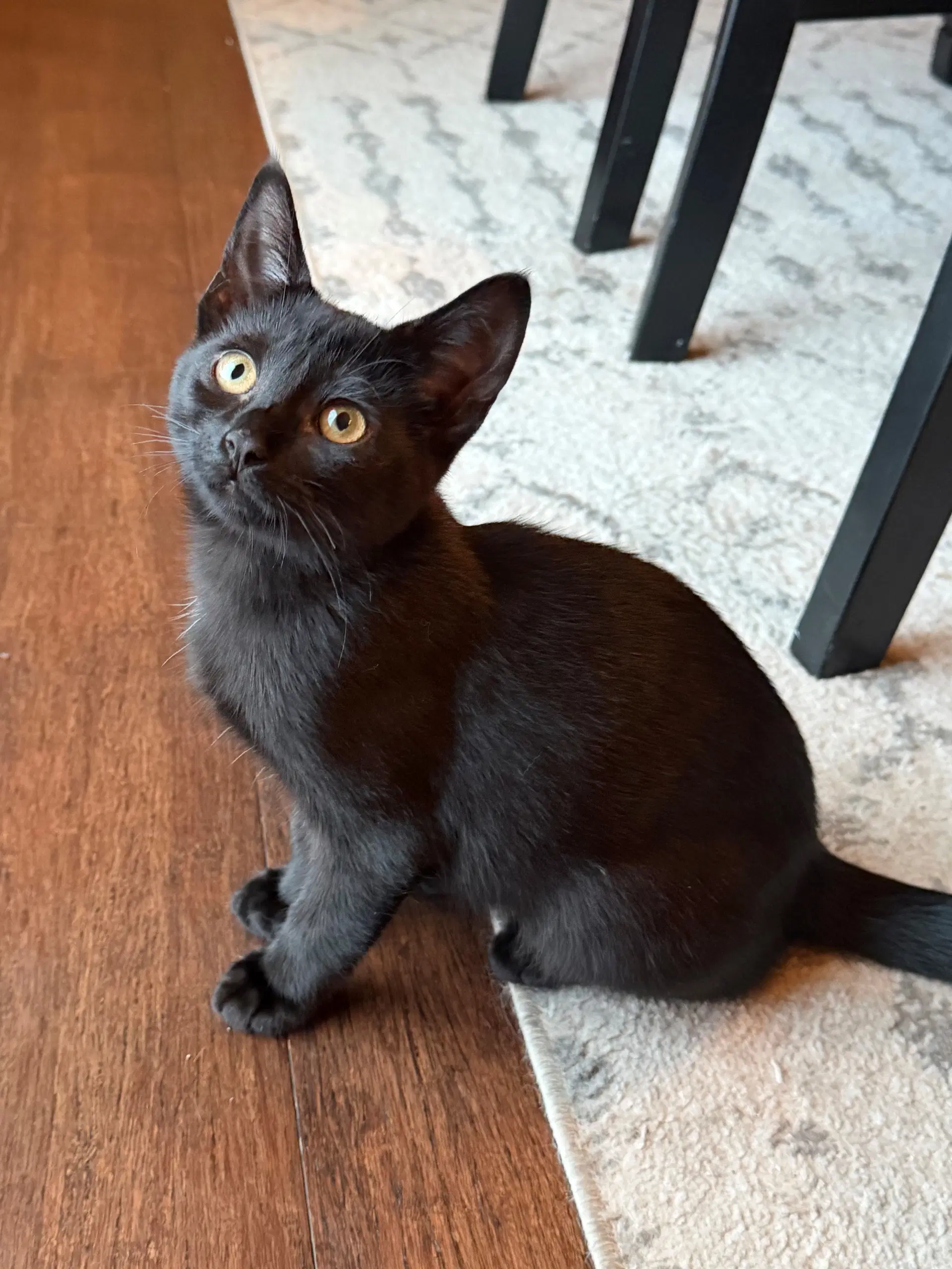 Ivy Page - Domestic Short Hair