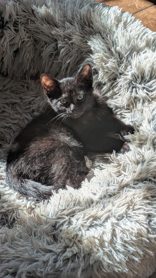 Panza, Domestic Short Hair (short coat)