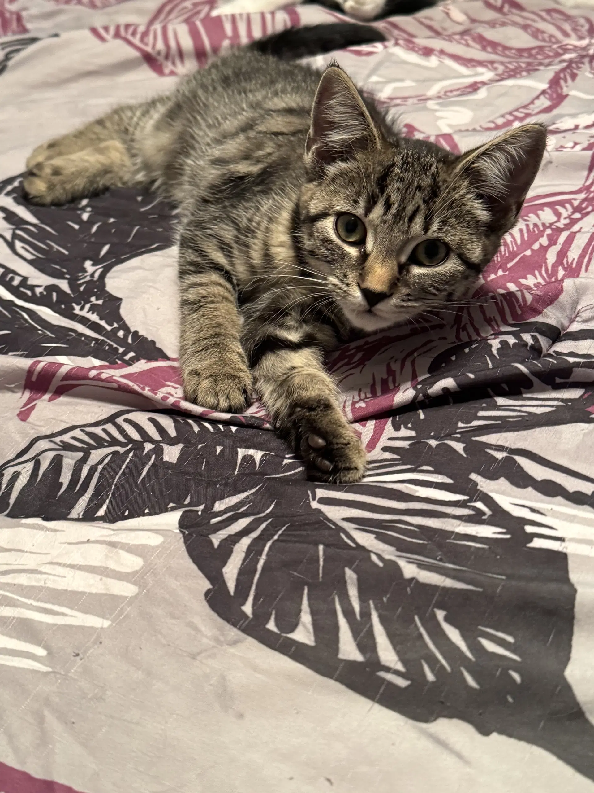 Java - Domestic Short Hair