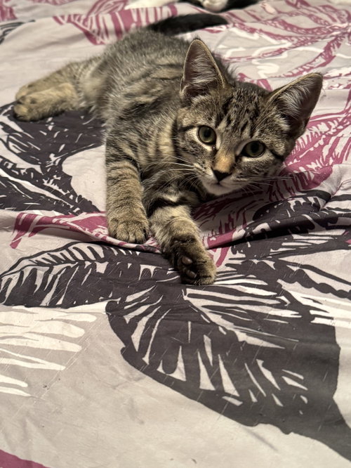 Java, Domestic Short Hair (short coat)