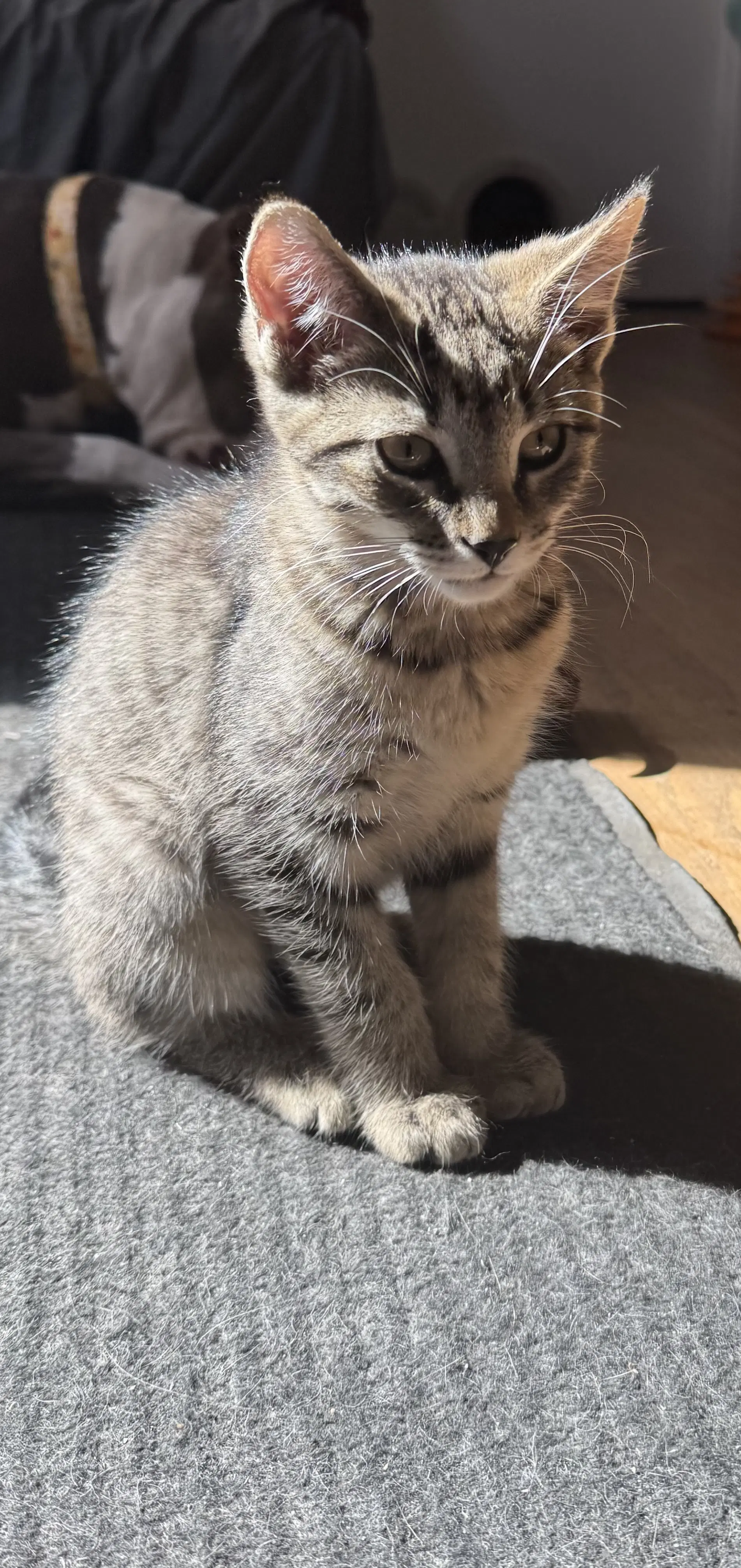 Mocha - Domestic Short Hair