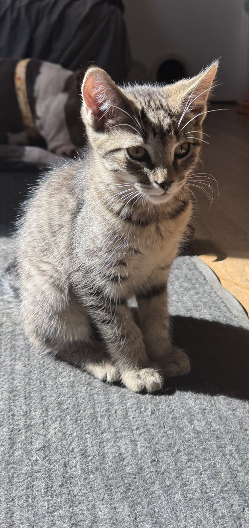 Mocha, Domestic Short Hair (short coat)