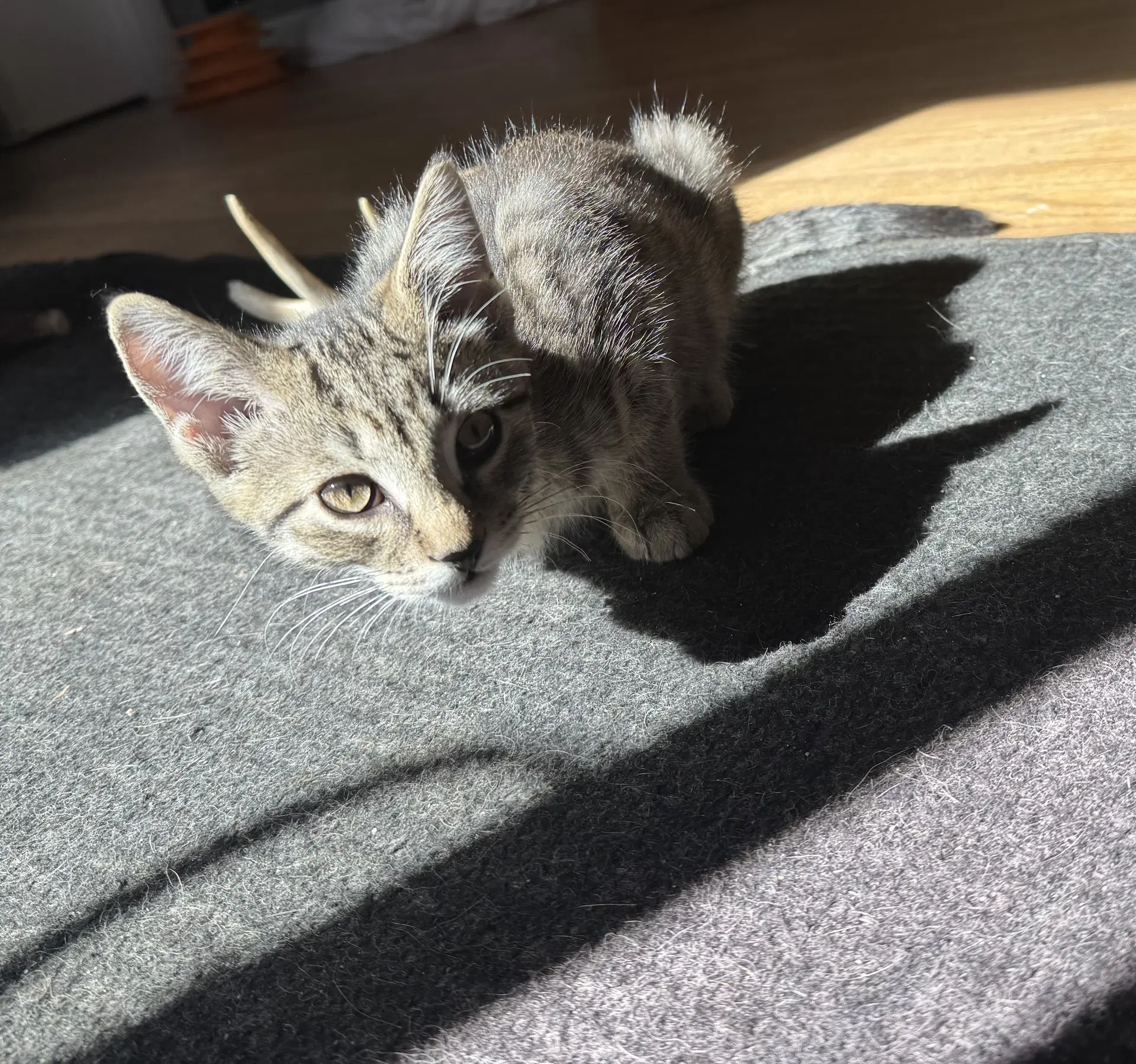 Mocha image 2