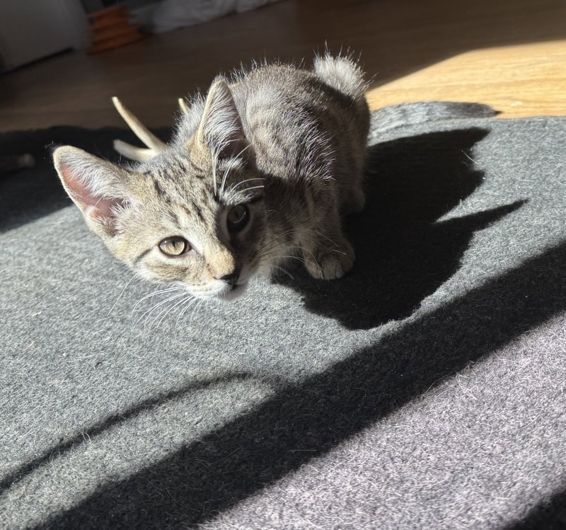 Mocha, photo 2