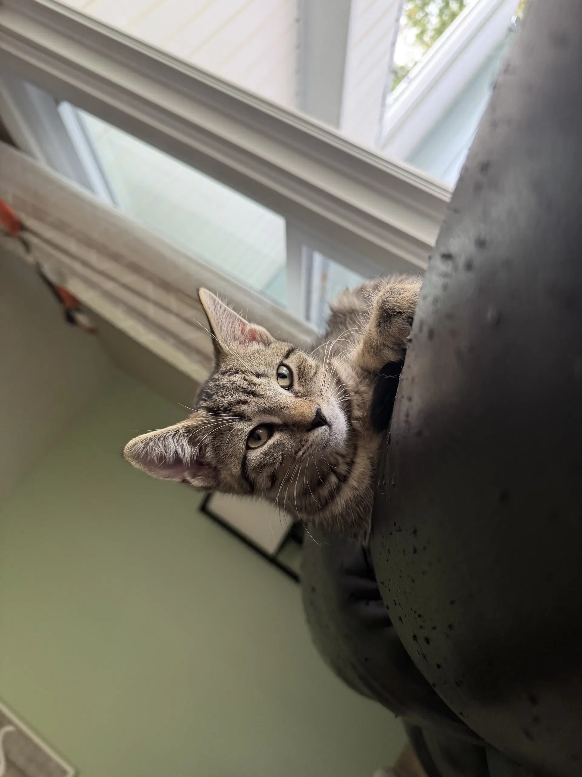Espresso - Domestic Short Hair