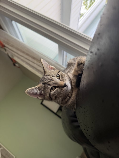 Espresso, Domestic Short Hair (short coat)