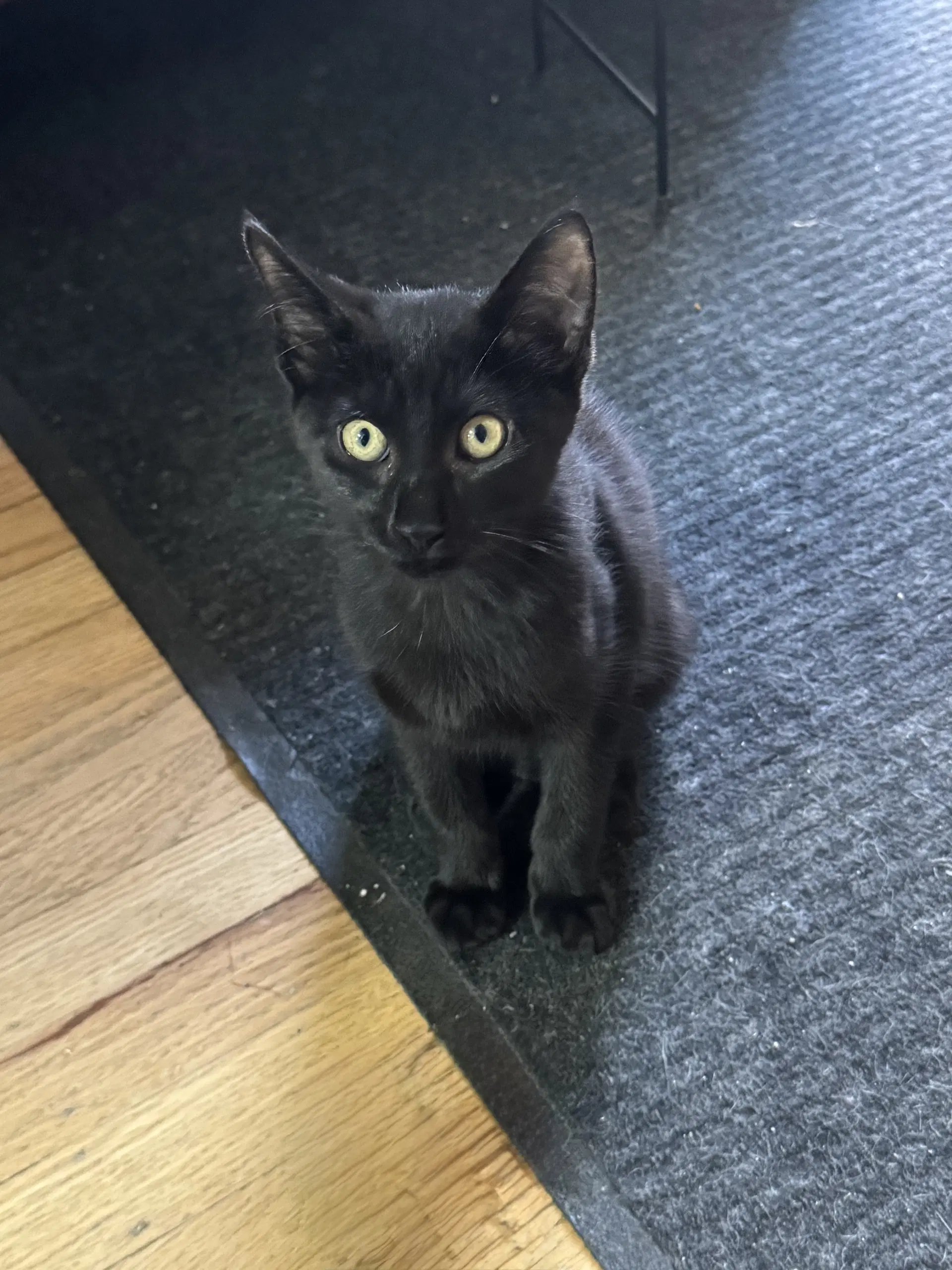 Beanie - Domestic Short Hair