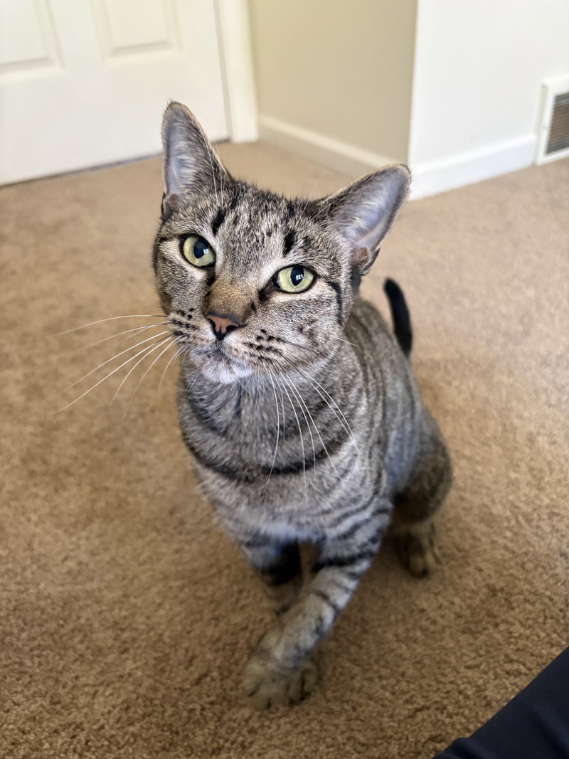 Lola, an adult female cat up for adoption