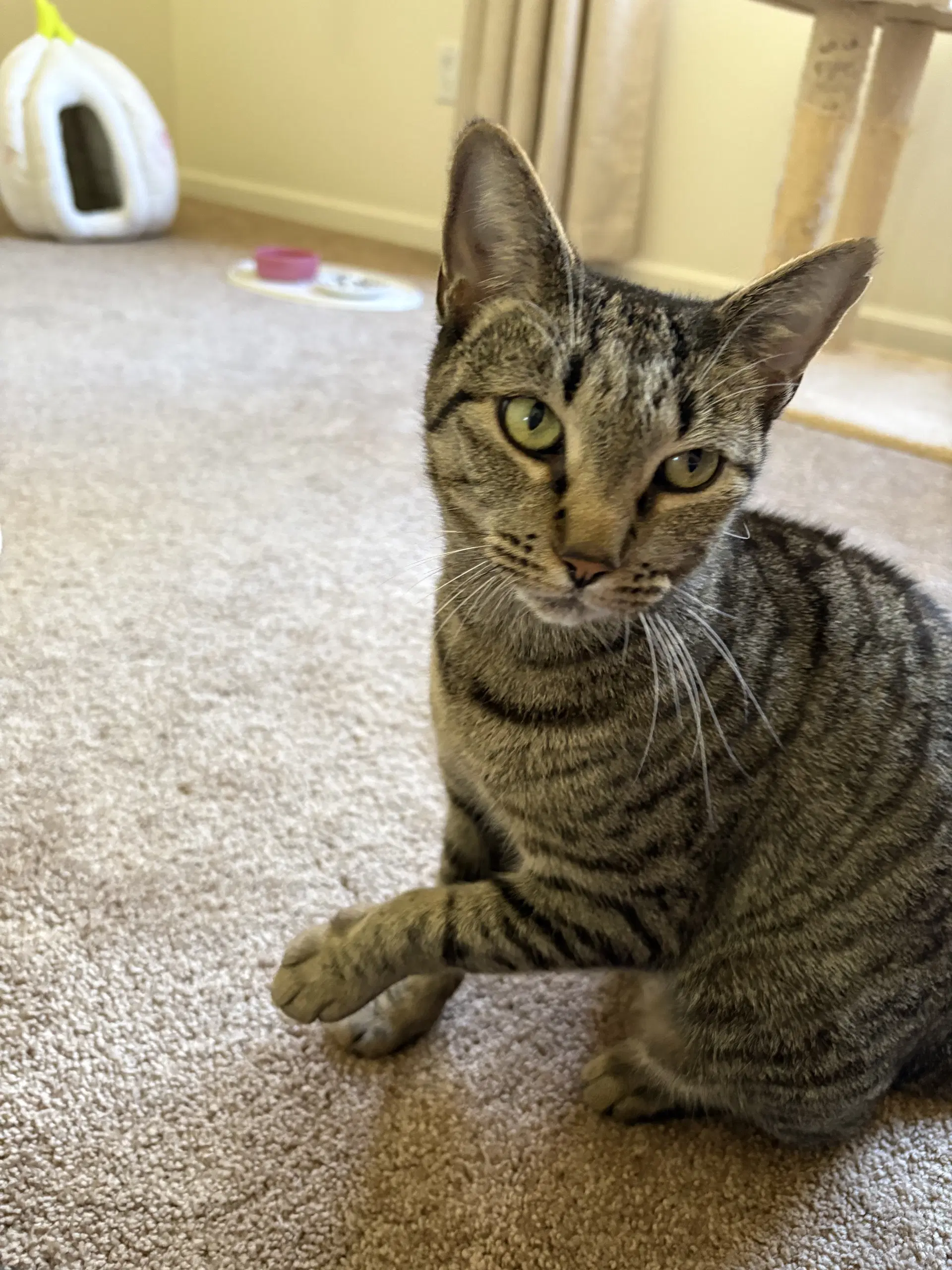 Lola image 2