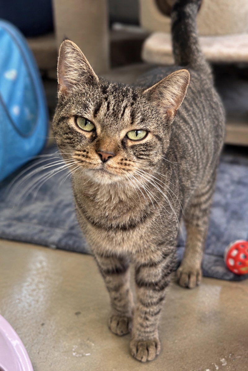 Clara, an adult female cat up for adoption