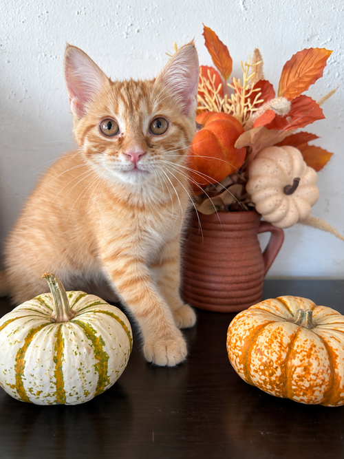Skittles, a cat for adoption from G.R.A.S.P., Inc.