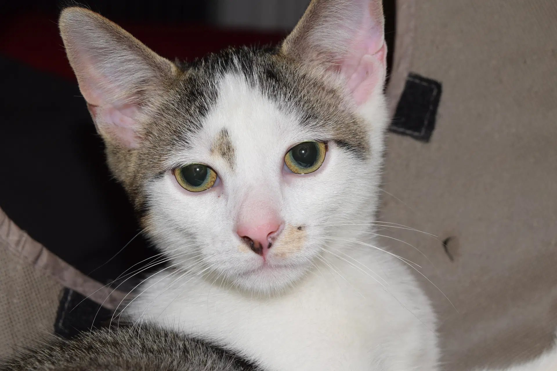 Spade - Domestic Short Hair