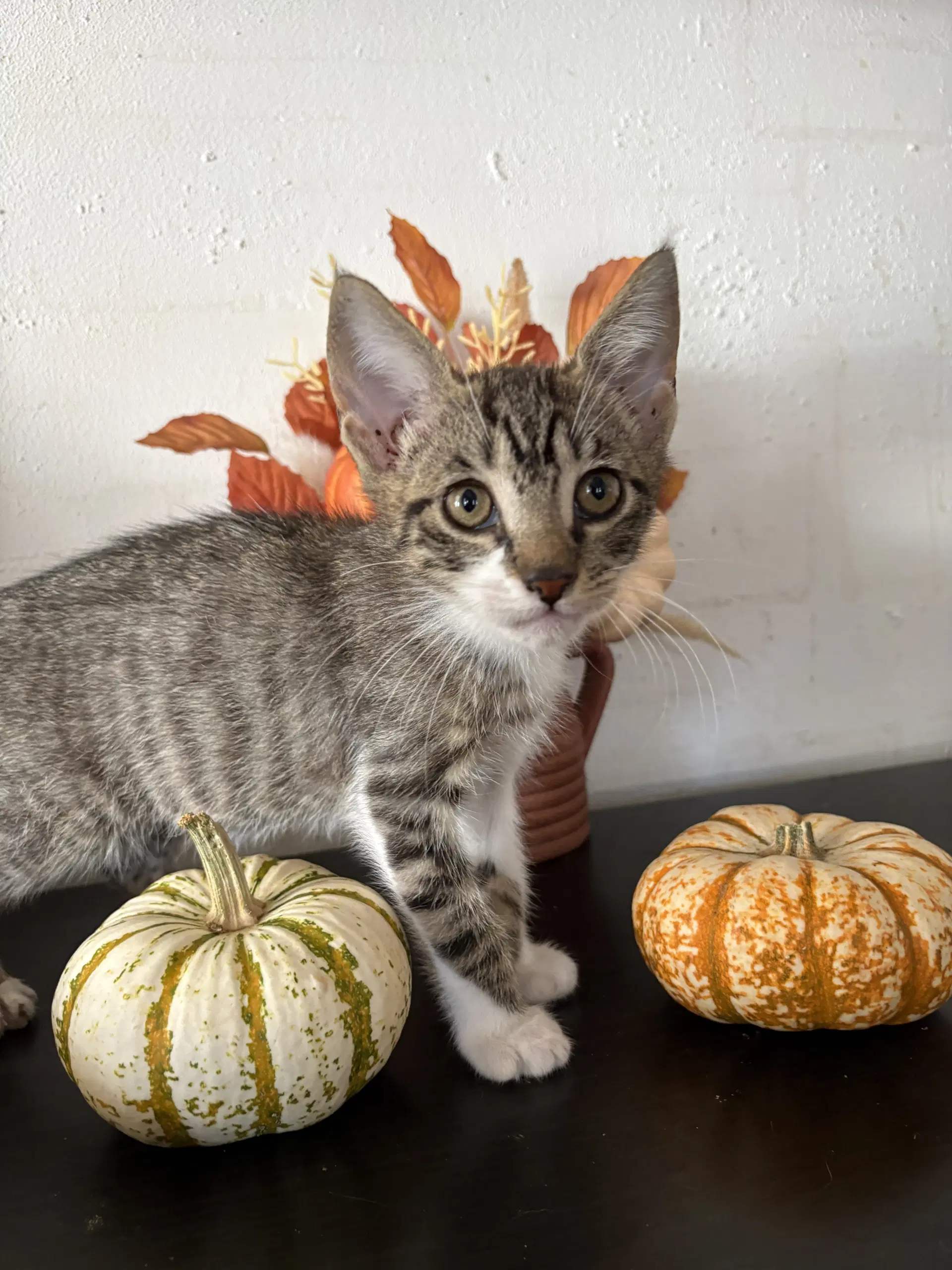 Snickers - Domestic Short Hair