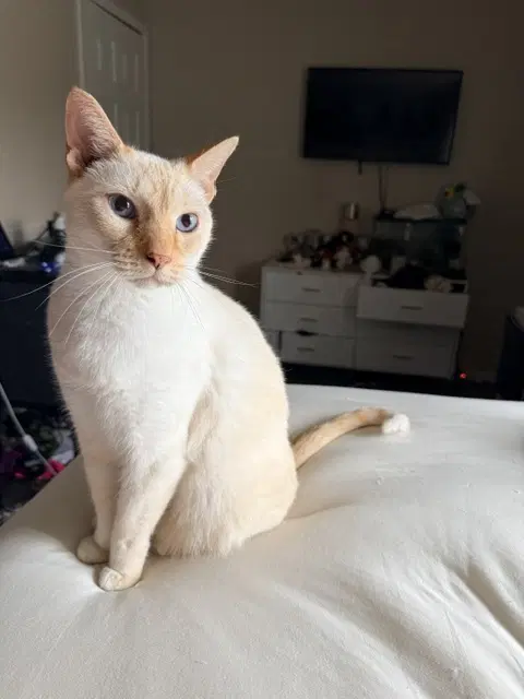 Baymax - Siamese