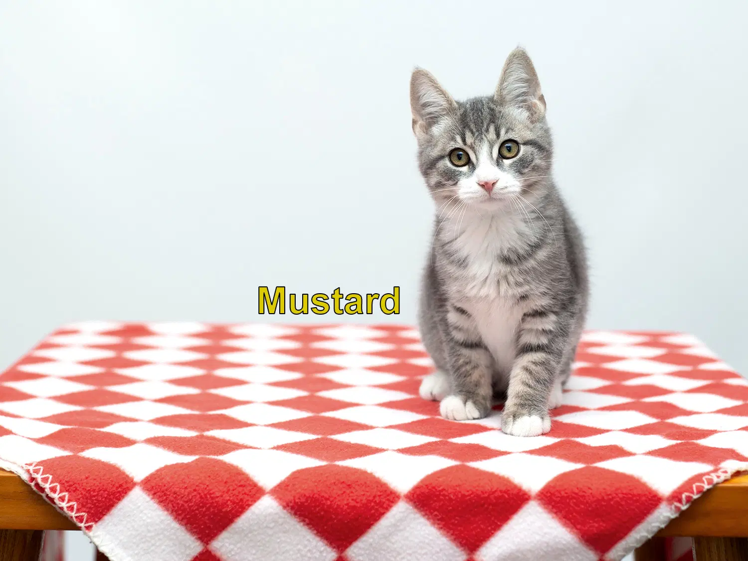 Mustard - Domestic Short Hair