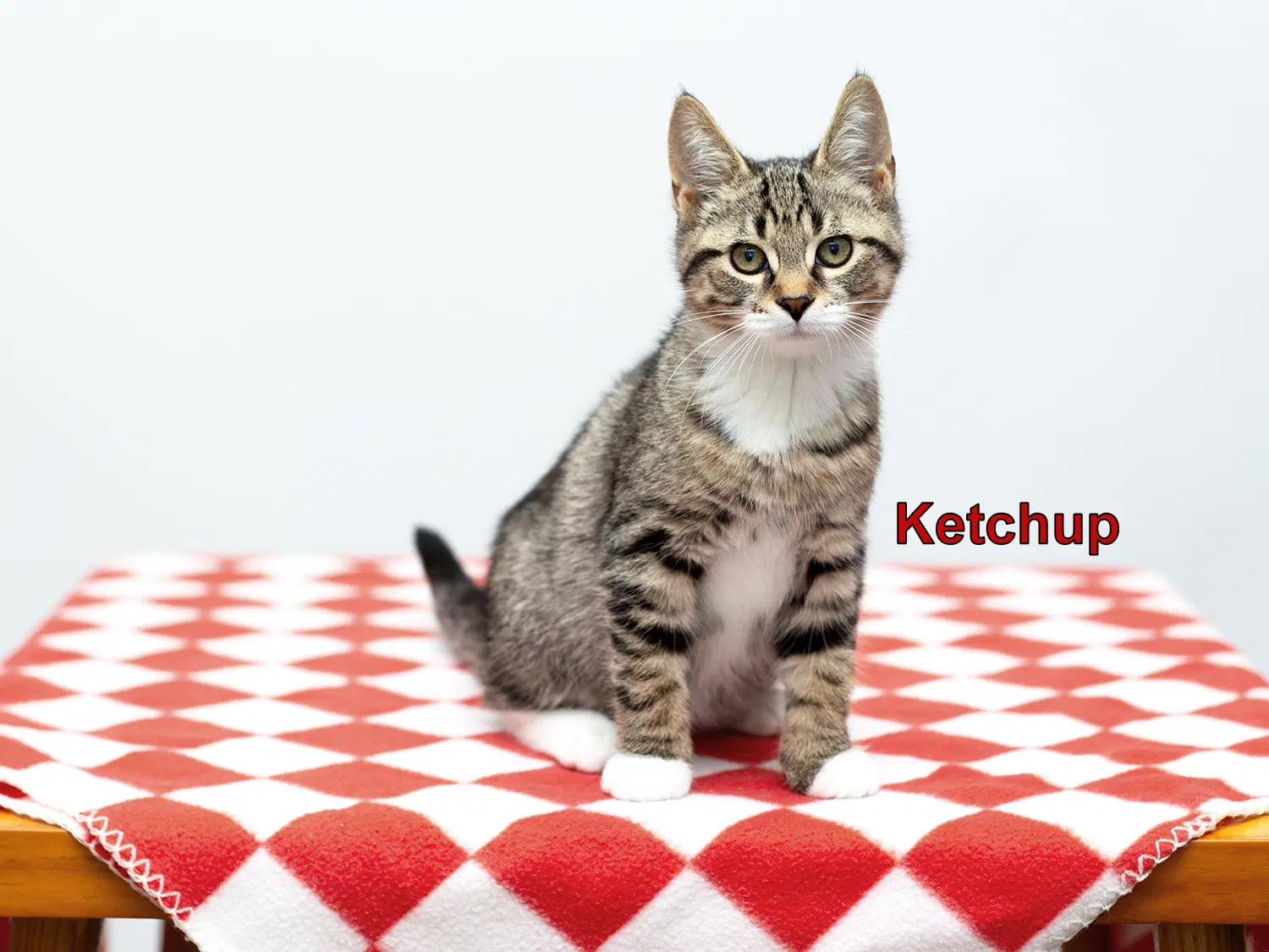 Ketchup - Domestic Short Hair