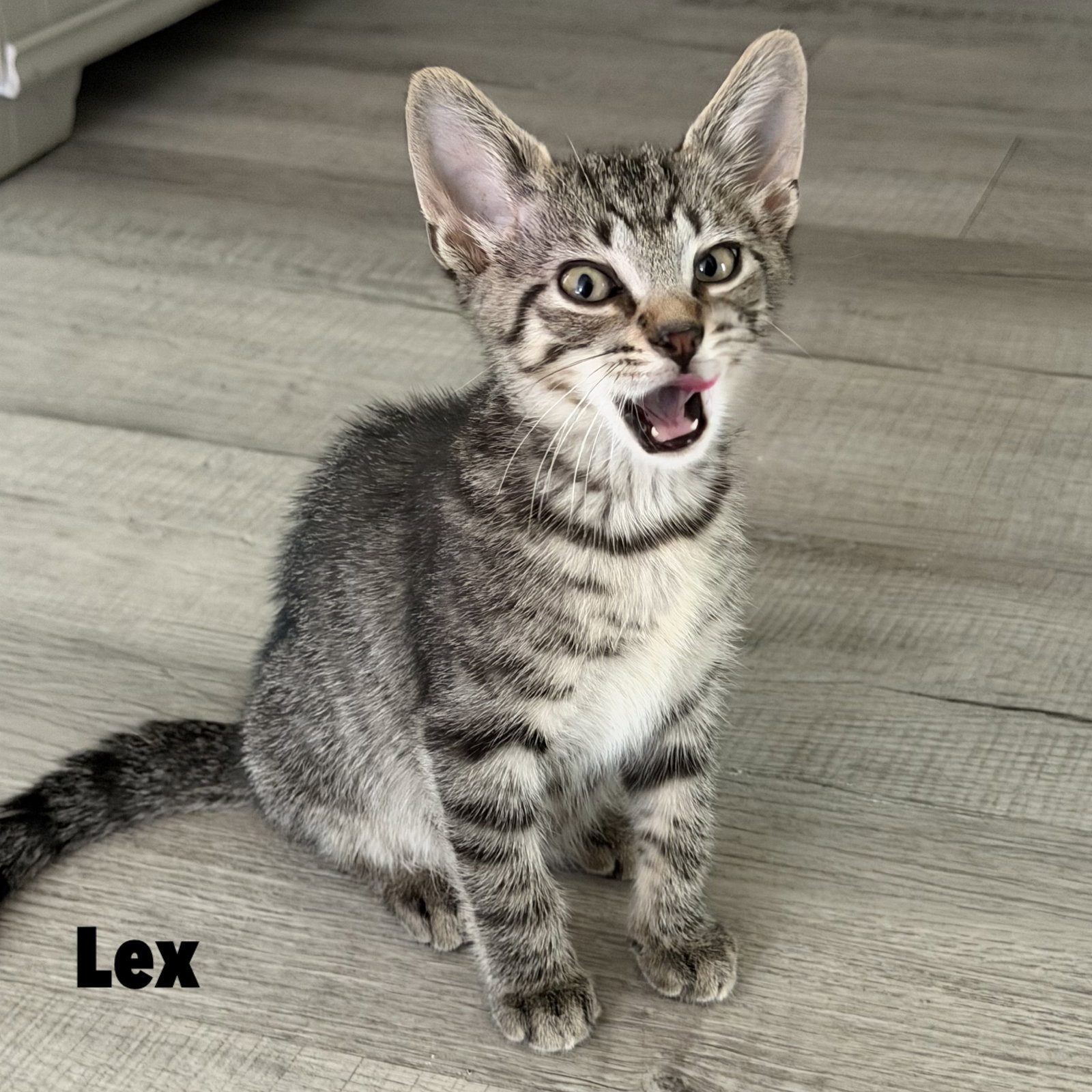 Lex