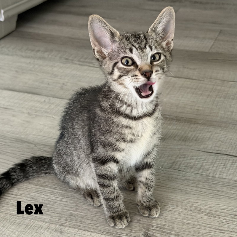 Lex, a male kitten up for adoption
