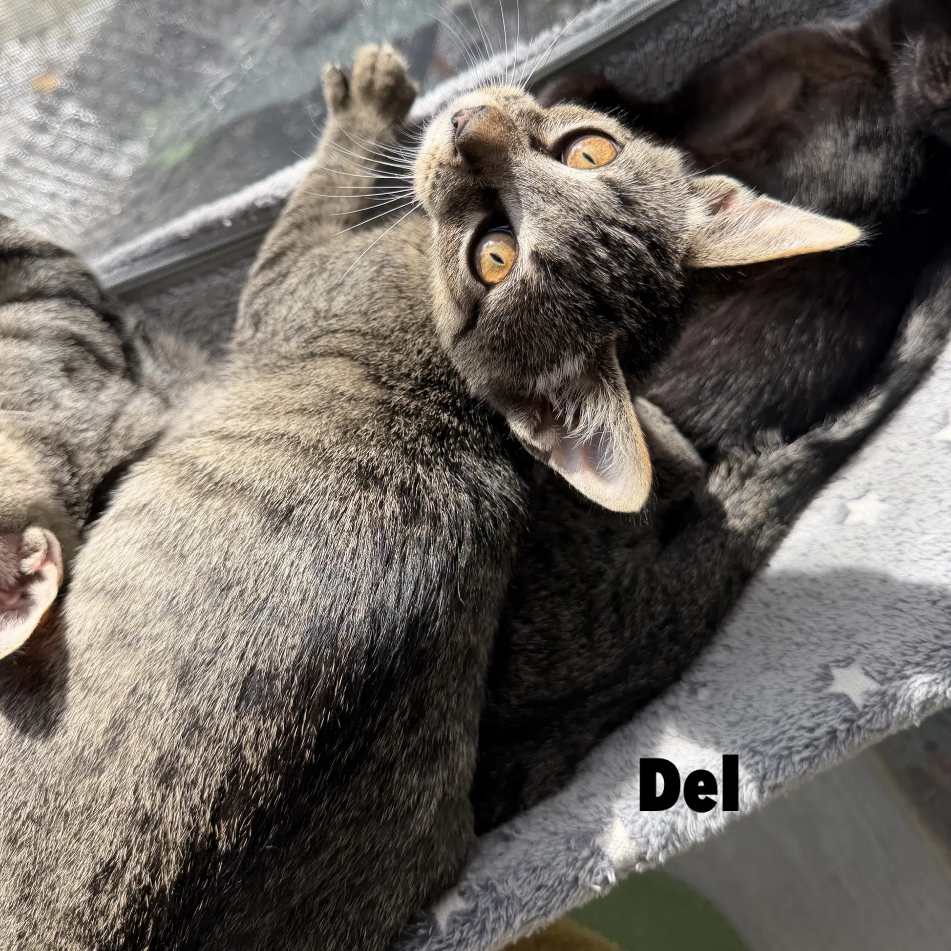 Del - Domestic Short Hair